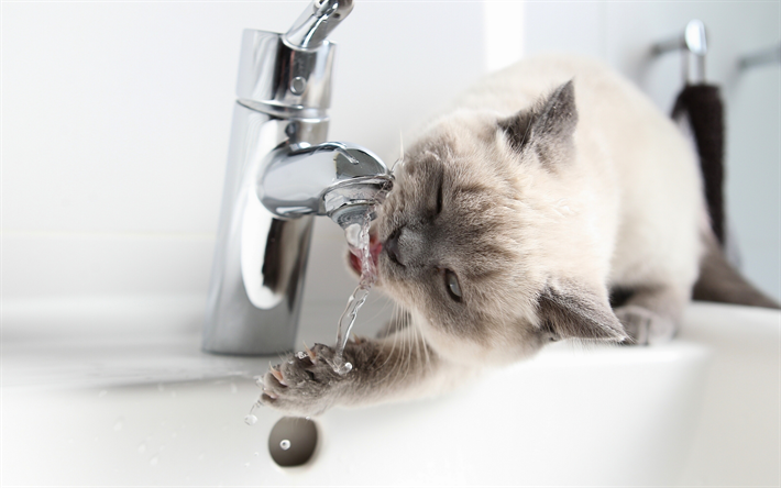 beige cat, british shorthair cat, cat drinks water, cats