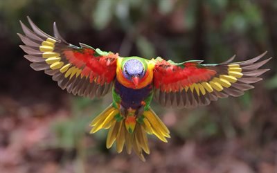 Coco lorikeet, multicolores, parrot, aves hermosas, bosques tropicales, Trichoglossus haematodus