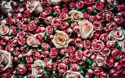 4k, violetti ruusut, vaaleanpunaiset kukat, kimppu, violetit kukat, l&#228;hikuva, ruusut