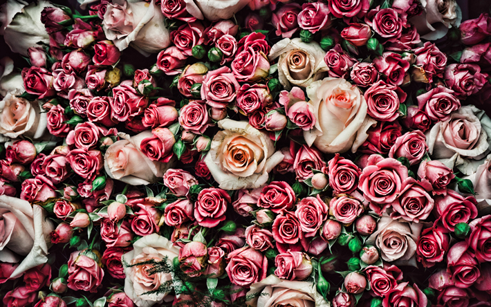 4k, lila rosen, rosa blumen, blumenstrau&#223;, violette bl&#252;ten, close-up, rosen