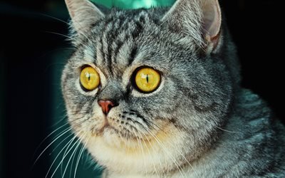 Gris British Shorthair, close-up, chat avec des yeux jaunes, bokeh, des animaux mignons, les animaux de compagnie, les chats, le British Shorthair, chat domestique, Chat British Shorthair