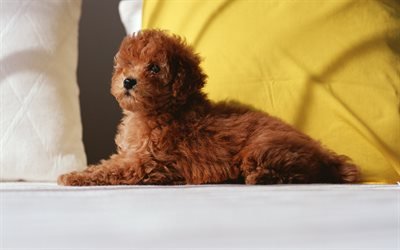 little brown poodle, cute animals, curly dog, puppy, pets, dogs