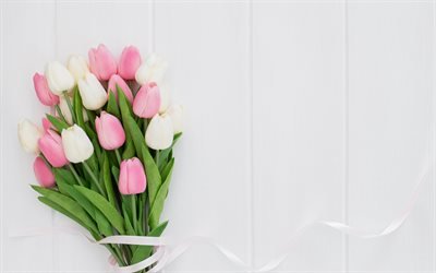 branco-cor-de-rosa buqu&#234;, tulipas cor-de-rosa, tulipas brancas, primavera, tulipas em um fundo branco, lindas flores, tulipas