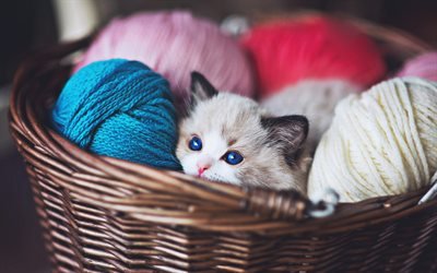 Ragdoll子猫, denectic猫, 子猫と青い眼, バスケット, 子猫, かわいい動物たち, 猫, ペット, Ragdoll, 小Ragdoll