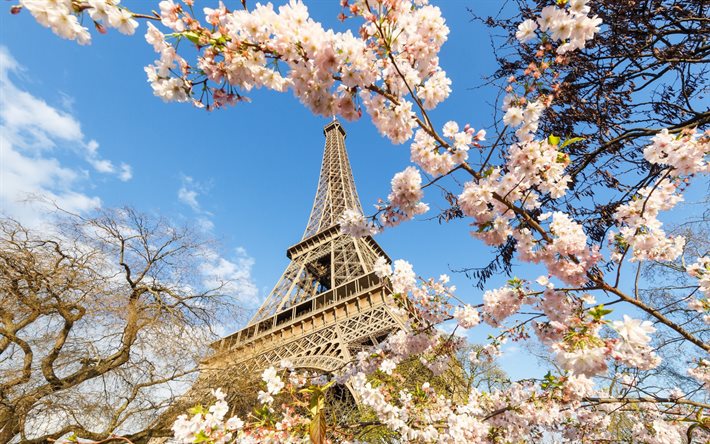 Torre Eiffel, la primavera, la primavera fioritura, Parigi, fiori di Ciliegio, punto di riferimento, Francia