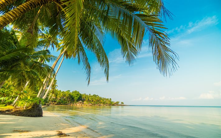 tropical island, summer, palm trees, evening, beach, ocean, beautiful island, paradise