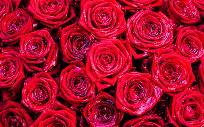 red roses background, red rose buds, red bouquet of flowers, roses