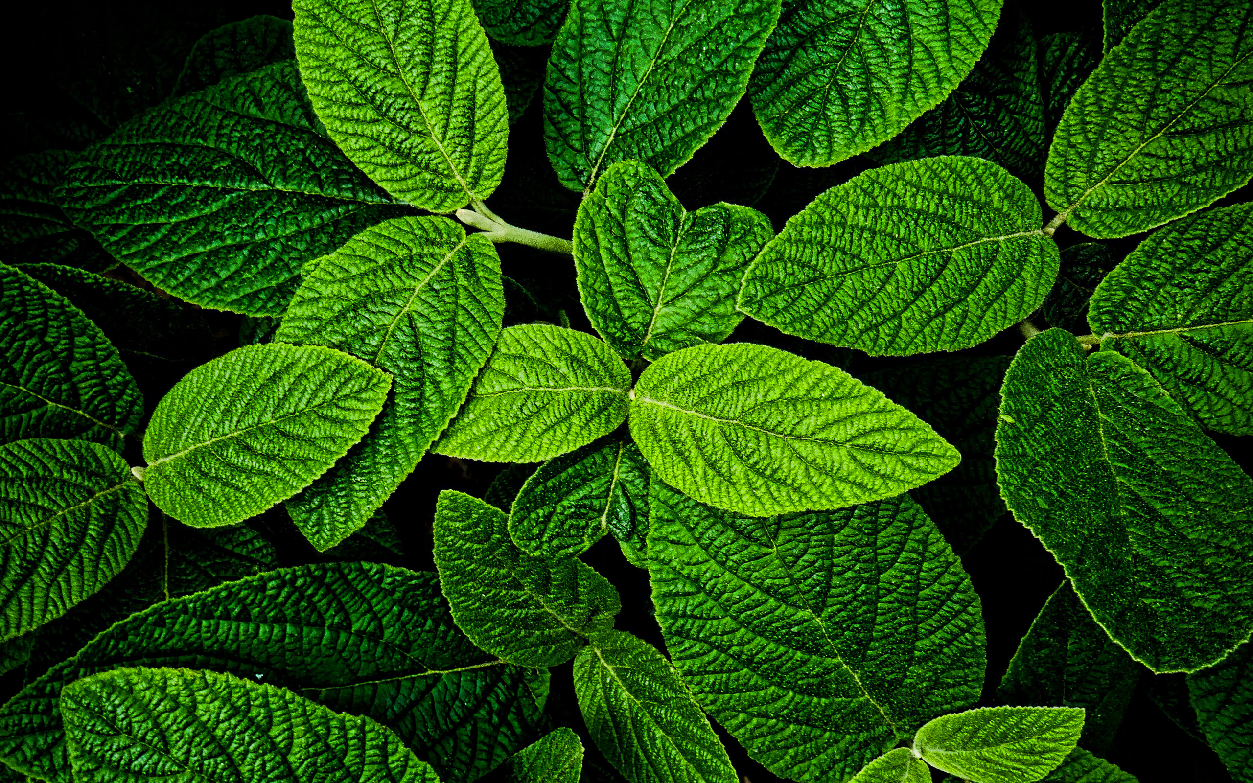 Download wallpapers mint, green leaves texture, plant textures, leaves