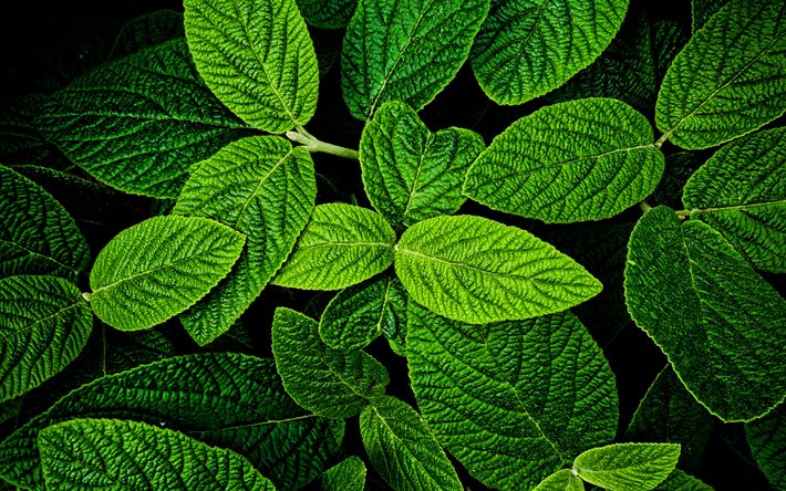 hortel&#227;, folhas verdes textura, planta de texturas, deixa, fundos verdes, folhas de textura, folhas verdes, folha verde, macro, teste padr&#227;o da folha, folha de texturas