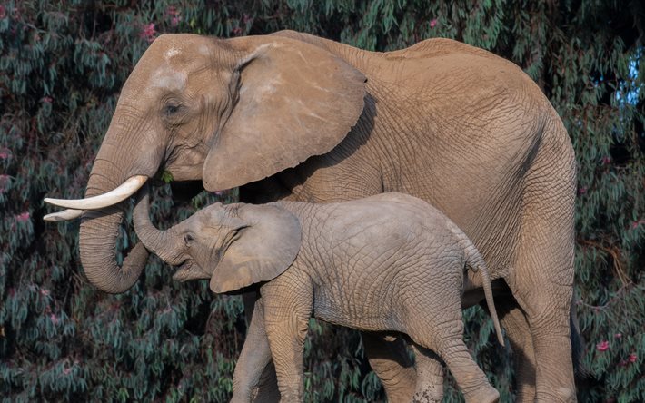 os elefantes africanos, elefante fam&#237;lia, animais fofos, elefantes, &#193;frica, animais selvagens, a vida selvagem
