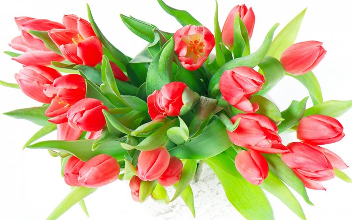 rouge tulipes sur fond blanc, fleurs blanches, un bouquet de tulipes rouges, fond avec des tulipes, fleur de ressort arri&#232;re-plan, les tulipes