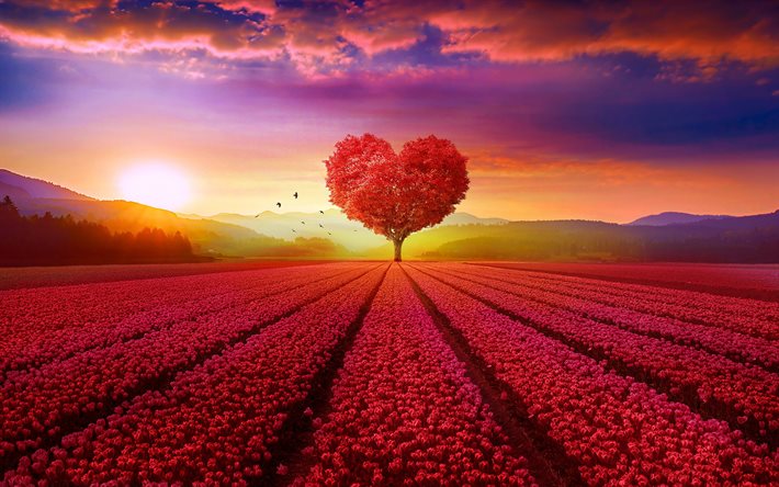 red heart tree, tulips field, pink tulips, background with heart, creative love concepts, blue sky