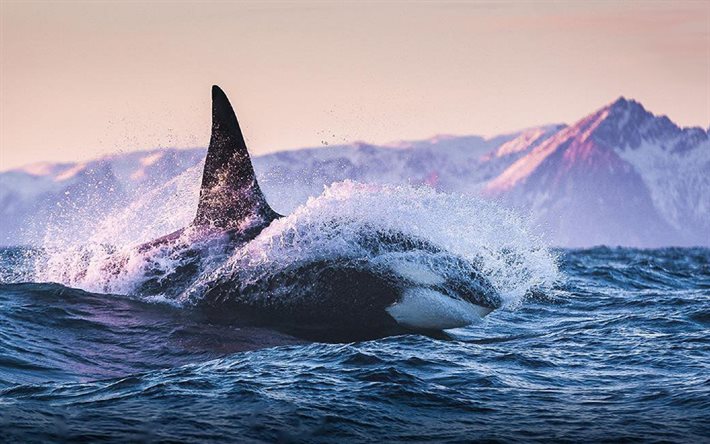Killer whale, mare, balene, oceano, fauna selvatica, la balena killer, orca, orcinus orca