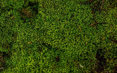 green moss texture, green grass texture, moss texture, green natural texture, moss background