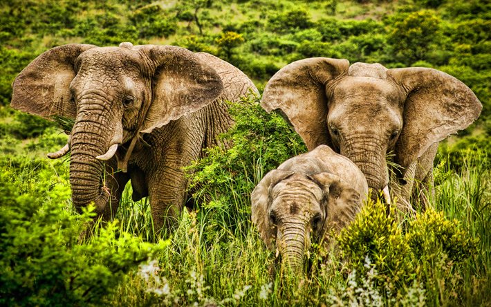 elephants family, HRD, Africa, savannah, elephants, Elephantidae, big elephants, HDR