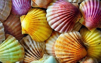 conchas coloridas, macro, fundo com conchas, texturas de conchas, conchas