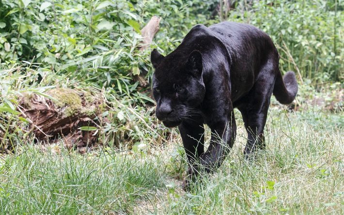 Panther, black jaguar, predator, green grass, wild nature
