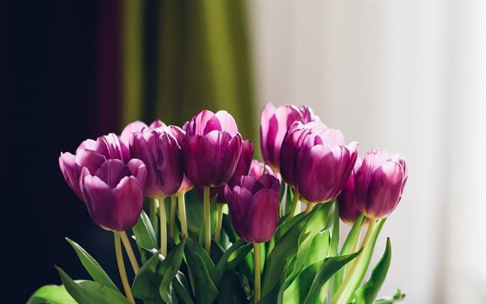 Viola tulipani, fiori di primavera, bouquet di tulipani, fiori viola