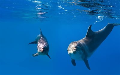 dolphins, underwater, sea, wildlife, Delphinidae