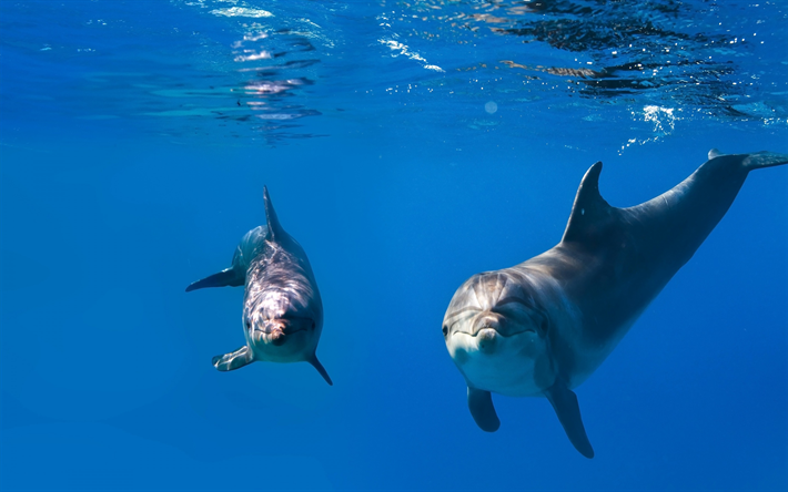 delfiner, vattnet, havet, vilda djur, Delphinidae