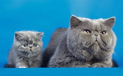 British shorthair cat, small gray kitten, cute animals, domestic cats, gray cat, breeds of British cats
