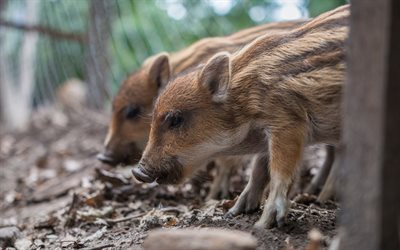 wild small boars, pets, cute animals, forest animals