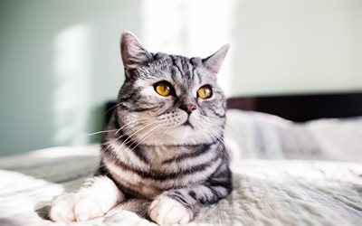 gray cat, pets, yellow eyes, cute cat, blur, cats