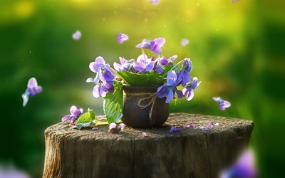 pansies, 紫色の花, 春, 花, 庭園の花