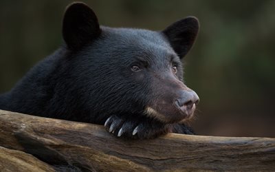 Baribal, Predator, Black Bear, Wildlife, Dangerous Animals, USA, Ursus americanus