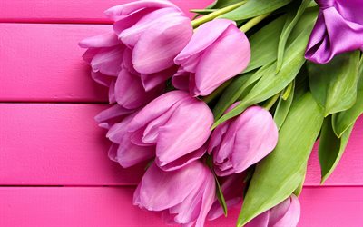 tulipanes de color rosa, 4k, la primavera, el fondo de madera, flores rosas, tulipanes