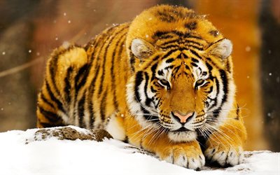 Siberian Tiger, inverno, a vida selvagem, predadores, O tigre de Amur, Panthera tigris altaica