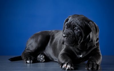 Cane Corso, little black puppy, cute little dog, pets, dogs