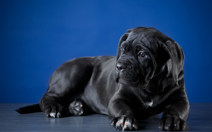 Cane Corso, peu de noir chiot, mignon petit chien, animaux de compagnie, chiens