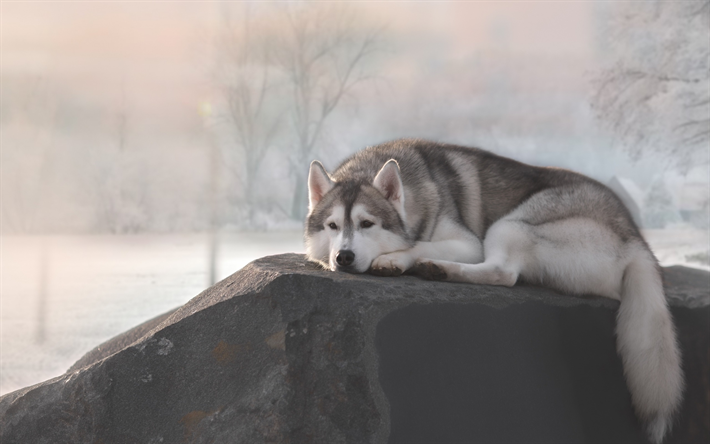 ダウンロード画像 シベリアンハスキー 石 ペット ハスキー かわいい動物たち ハスキー犬 犬 シベリアンハスキー犬 フリー のピクチャを無料デスクトップの壁紙