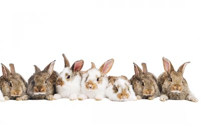 conejos, familia, animales lindos, conejo sobre un fondo blanco, la Pascua