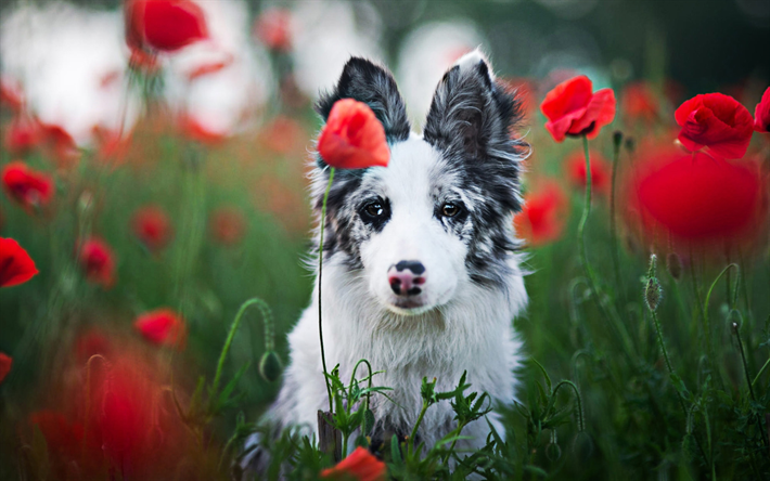 オーストラリアのパピー, 赤いポピーの花, かわいい動物たち, 豪州羊飼い, ペット, 小さなオーストラリア, 犬, ボケ, 豪州羊飼い犬, 子犬, オーストラリア犬