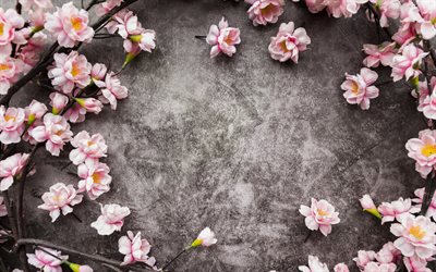 flower frame, pink spring flowers, gray background, cherry blossom, spring, frame of pink flowers