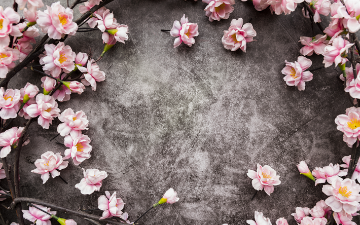 flower frame, pink spring flowers, gray background, cherry blossom, spring, frame of pink flowers