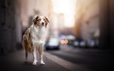 Australian Shepherd, sad dog, Aussie, cute animals, dog on the street, dogs
