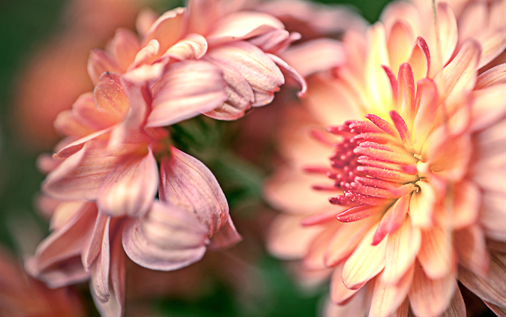 cor-de-rosa cris&#226;ntemos, 4k, orvalho, macro, m&#227;es, chrysanths, flores cor de rosa, Cris&#226;ntemo