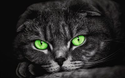 黒のスコットランド折り, 4k, 猫と緑色の瞳を, 国内猫, ペット, 黒猫, スコットランド折り, かわいい動物たち, 猫, スコットランド折り猫