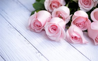 pink roses, a bouquet of roses, pink rose petals, flowers on white boards, white wooden background, beautiful flowers, roses