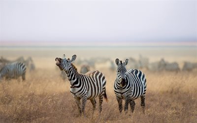 zebror, savann, vilda djur, afrika, hippotigris, flock zebror