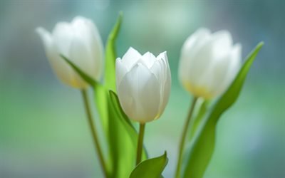 tulipani bianchi, primavera, fiori bianchi, tulipani, mazzo