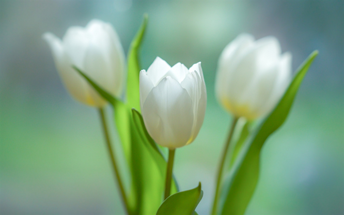 blanc de tulipes, de printemps, de fleurs blanches, de tulipes, de bouquet