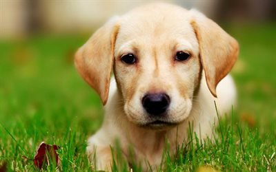 labrador, muzzle, retriever, puppy, cute puppies, pets, labradors, golden retriever