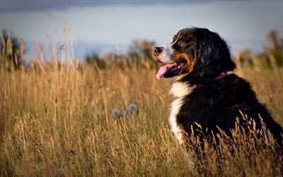 Bernese Mountain Dog, prado, animais de estima&#231;&#227;o, mountain dog, cachorros, animais fofos, Bernese Mountain Dog C&#227;o