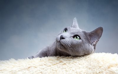 O gato azul russo, gato cinzento, ra&#231;a de p&#234;lo curto gatos, o gato dom&#233;stico