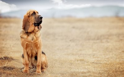 Bloodhound, 4k, lemmikit, koirat, s&#246;p&#246;j&#228; el&#228;imi&#228;, Bloodhound Dog