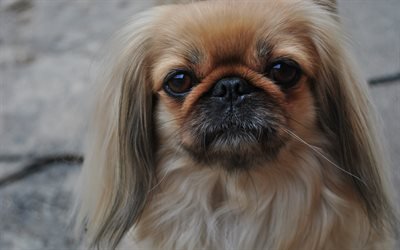 Pekingese Dog, muzzle, fluffy dog, cute dog, pets, cute animals, dogs, Pekingese